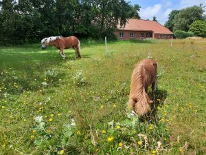 Bild 16: FeWo "Landhaus Kolbe" (Whg. 2) an der ostfriesischen Nordseeküste