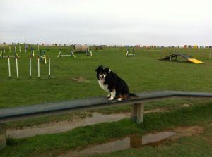 Für unsere vierbeinigen Freude gibt es einen Hundestrand, ein Auslaufgehege zum Toben und einen tollen Agility Parcours - Bild 20: Nordsee / Ostfriesland strandnahes Ferienhaus 1-5 Personen (Hund erlaubt)