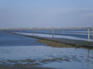 Blick vom Strand Nessmersiel auf die Inseln Baltrum und Norderney - Bild 19: Nordsee / Ostfriesland strandnahes Ferienhaus 1-5 Personen (Hund erlaubt)