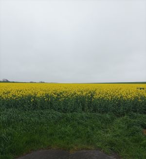 Bild 15: Ferienwohnung 45 qm Nessmersiel 2 Pers. Vierbeiner gerne gesehen!