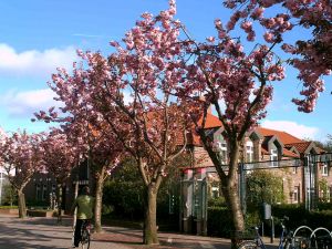 Kirschblüten(träume)bäume - Bild 24: Ferienwohnung Eggesin auf der Insel Borkum