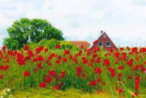 Bild 18: Haus am Sommerdeich "STRANDKORB INKLUSIV" Hunde willkommen