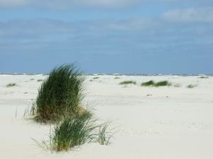 Bild 14: Ferienhaus Porten Nordsee- Küste, eingezäunter Garten, Urlaub mit Hunden