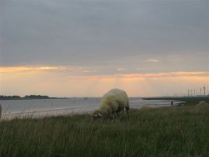 Bild 44: Schicke Fewo an der südlichen Nordseeküste-Ostfriesland