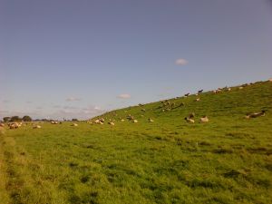 Bild 51: Schicke Fewo an der südlichen Nordseeküste-Ostfriesland