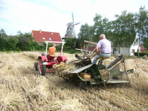 Das Getreide für die Mühle wird historisch korrekt geerntet - Bild 18: Ferienwohnung Mühlenblick in Rysum bei Greetsiel