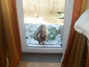 Eine Ziege des Nachbarn kommt schon mal zu Besuch - Bild 12: Radmokerhus Nordseeinsel Pellworm