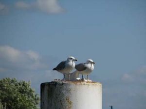 Bild 21: Süderhus - Süderhafen auf Nordstrand, Weltnaturerbe Wattenmeer, Nordsee