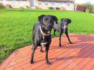 17.000 qm sprechen für sich - Bild 10: Ferienhaus mit Wohnung im Dachgeschoss - Reet-Dach-Haus f. 4 Personen