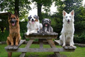 Bild: Ferienwohnung Sirius 3, Urlaub mit Hund im schönen Ostfriesland