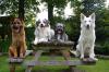 Ferienwohnung Sirius 3, Urlaub mit Hund im schönen Ostfriesland