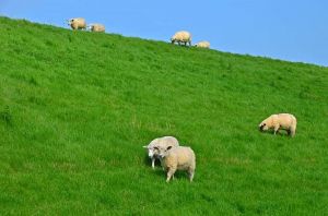 Bild 14: Wangerland: Zum alten Friesen Fewo OKKO, max. 5 Gäste, Hunde willkommen!