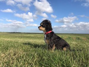 Bild 22: Ferienhaus "Lachmöwe", Urlaub mit Hund, Kamin, Sauna, Zaun, - 6 P., Nordsee