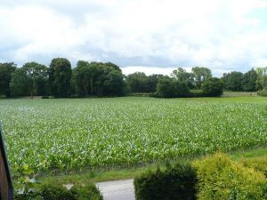 Bild 17: Ferienwohnung Nina 1 - Strandnahe, nur 5 Minuten zum alten Kurhaus