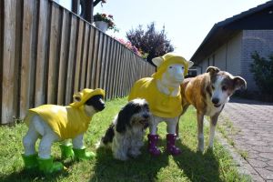 Hunde sind bei uns willkommen. Und Schafe...? - Bild 22: Schönes Ferienhaus m. großem, eingezäunten Garten Stinteck / Büsum Nordsee