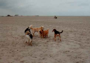 Bild 14: Fischerkate am Strand von St. Peter-Ording