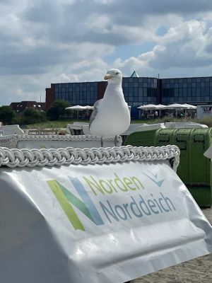 Bild 10: Top Ferienwohung in direkter Deichlage 150m zum Strand Norddeich Nordsee