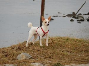 Bild 19: Ferienhaus Princesa- Urlaub mit Hund