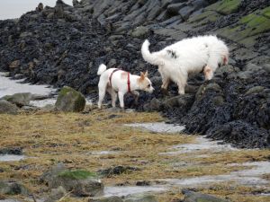 Bild 20: Ferienhaus Princesa- Urlaub mit Hund