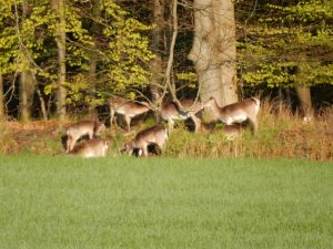 Bild 14: Ferienhaus Princesa- Urlaub mit Hund
