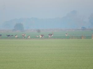 Bild 13: Ferienhaus Princesa- Urlaub mit Hund